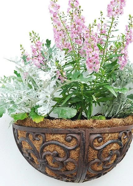 Cast Iron Wall Manger 3 Cast Iron Wall Manger - Image 3