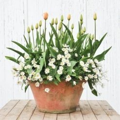 Lucca Terracotta Pot 11 Lucca Terracotta Pot -Garden & Outdoors pr2000012805 card4 lg