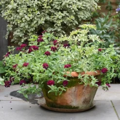 Lucca Terracotta Pot 12 Lucca Terracotta Pot -Garden & Outdoors pr2000012805 card5 lg