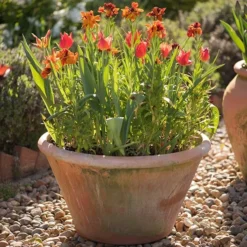 Lucca Terracotta Pot 13 Lucca Terracotta Pot -Garden & Outdoors pr2000012805 card6 lg