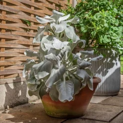 Lucca Terracotta Pot 15 Lucca Terracotta Pot -Garden & Outdoors pr2000012805 card8 lg