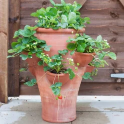 Terracotta Strawberry Planter