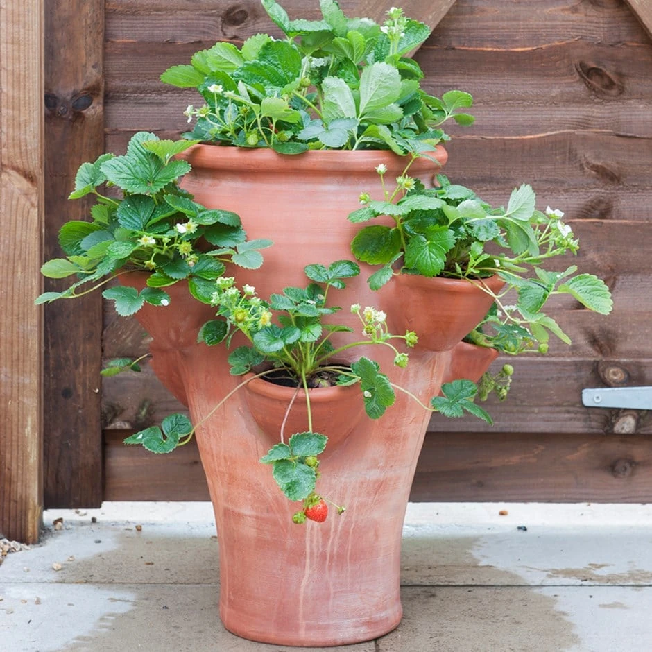 Terracotta Strawberry Planter 1 Terracotta Strawberry Planter