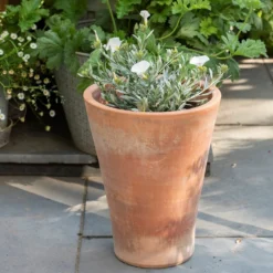 Empoli Terracotta Lily Pot -Garden & Outdoors pr2000012808 card3 lg