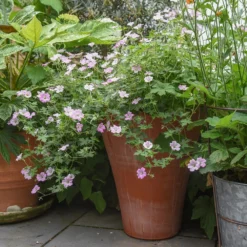 Empoli Terracotta Lily Pot -Garden & Outdoors pr2000012808 card4 lg