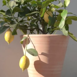 Empoli Terracotta Lily Pot -Garden & Outdoors pr2000012808 card6 lg