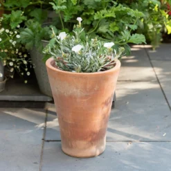 Empoli Terracotta Lily Pot -Garden & Outdoors pr2000012808 card8 lg