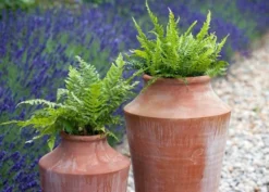 Terracotta Oil Pot -Garden & Outdoors pr2000016940 card3 lg
