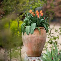 Terracotta Tulip Pot -Garden & Outdoors pr2000017349 card3 lg