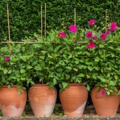 Terracotta Tulip Pot -Garden & Outdoors pr2000017349 card5 lg