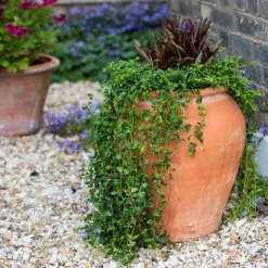 Terracotta Tulip Pot -Garden & Outdoors pr2000017349 card6 lg