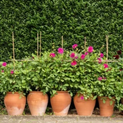 Terracotta Tulip Pot -Garden & Outdoors pr2000017349 card8 lg