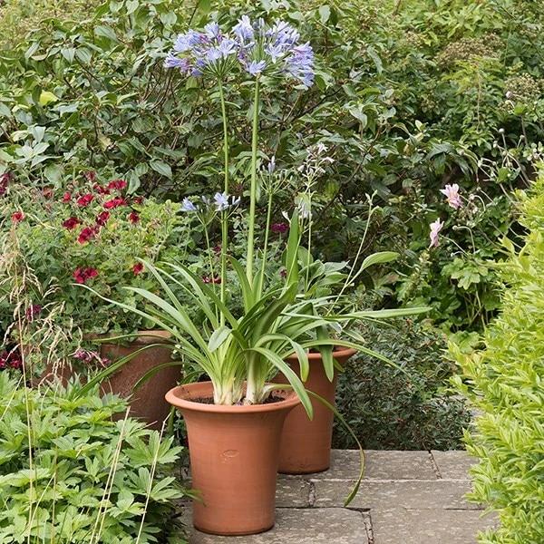 Terracotta Flared Rim Pot 3 Terracotta Flared Rim Pot - Image 3