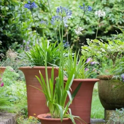 Terracotta Flared Rim Pot 12 Terracotta Flared Rim Pot -Garden & Outdoors pr2000017350 card4 lg