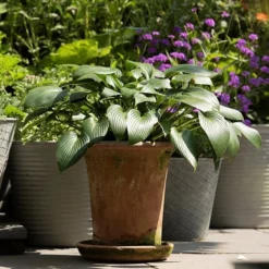 Terracotta Flared Rim Pot 14 Terracotta Flared Rim Pot -Garden & Outdoors pr2000017350 card6 lg