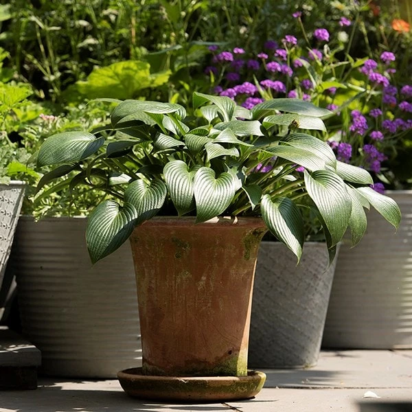 Terracotta Flared Rim Pot 6 Terracotta Flared Rim Pot - Image 6