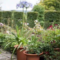 Terracotta Flared Rim Pot 15 Terracotta Flared Rim Pot -Garden & Outdoors pr2000017350 card7 lg