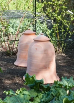 Terracotta Rhubarb Forcer -Garden & Outdoors pr2000017359 card5 lg