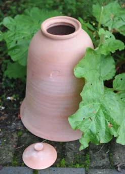 Terracotta Rhubarb Forcer -Garden & Outdoors pr2000017359 card7 lg
