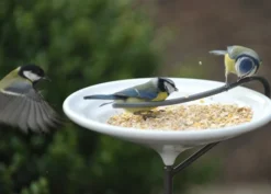 Stake Bird Bath - Crocus Green -Garden & Outdoors pr2000018461 card3 lg