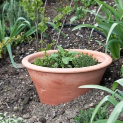 Terracotta Rimmed Grow Pot -Garden & Outdoors pr2000022763 card3 lg