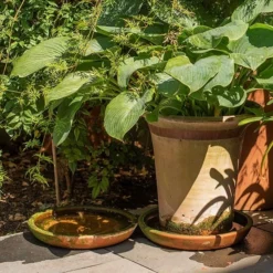 Terracotta Saucer -Garden & Outdoors pr2000022770 card4 lg