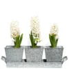 Galvanised Pots - Set Of 3 With Tray
