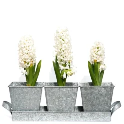 Galvanised Pots - Set Of 3 With Tray