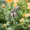 Echinacea Plant Stake - Antique Bronze