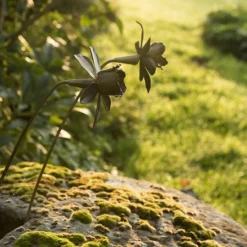 Daffodil Flower Stake - Antique Brass -Garden & Outdoors pr2000028377 card4 lg