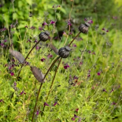 Poppy Seed Head Stake - Small Seed Head -Garden & Outdoors pr2000028379 card3 lg
