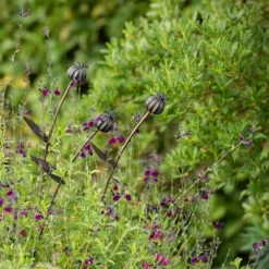 Poppy Seed Head Stake - Small Seed Head -Garden & Outdoors pr2000028379 card6 lg