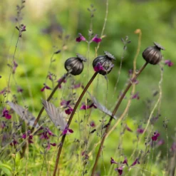 Poppy Seed Head Stake - Small Seed Head -Garden & Outdoors pr2000028379 card7 lg