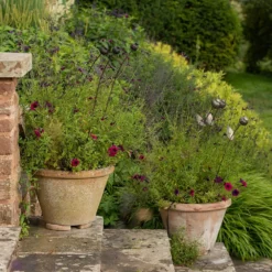 Poppy Seed Head Stake - Small Seed Head -Garden & Outdoors pr2000028379 card8 lg