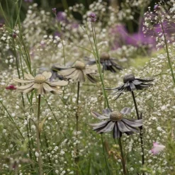 Helenium Flower Stake 12 Helenium Flower Stake -Garden & Outdoors pr2000028383 card3 lg