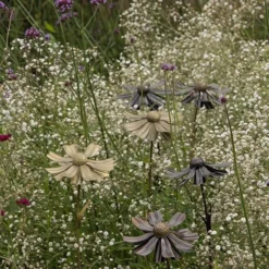 Helenium Flower Stake 14 Helenium Flower Stake -Garden & Outdoors pr2000028383 card5 lg