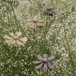 Helenium Flower Stake 15 Helenium Flower Stake -Garden & Outdoors pr2000028383 card6 lg