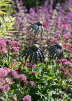 Echinacea Plant Stake - Antique Pewter -Garden & Outdoors pr2000028412 card3 lg