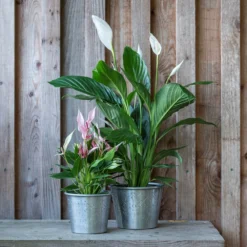 Hand Etched Aluminium Planter -Garden & Outdoors pr2000028556 card3 lg