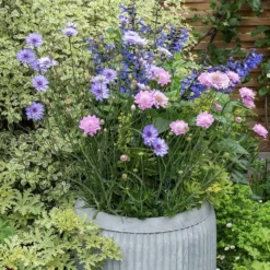 Zinc Dolly Tub Planter -Garden & Outdoors pr2000028721 card4 lg