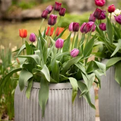 Zinc Dolly Tub Planter -Garden & Outdoors pr2000028721 card7 lg