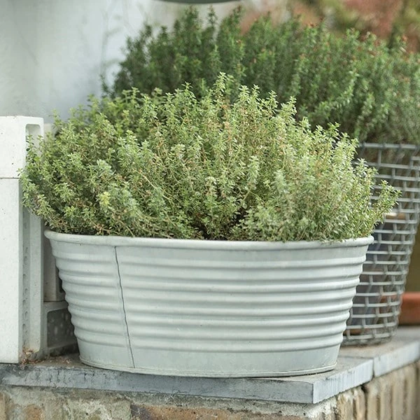 Ribbed Zinc Planter 8 Ribbed Zinc Planter - Image 8