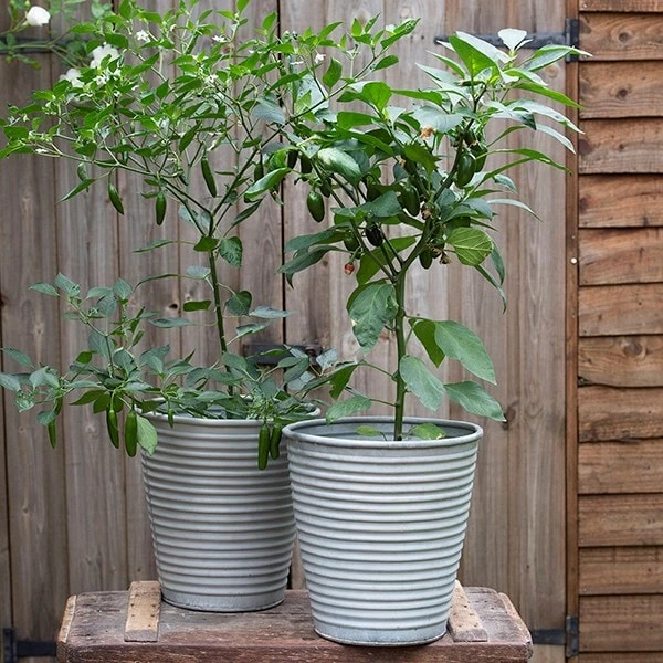 Ribbed Zinc Planter 9 Ribbed Zinc Planter - Image 9