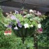 Spanish Style Hanging Basket
