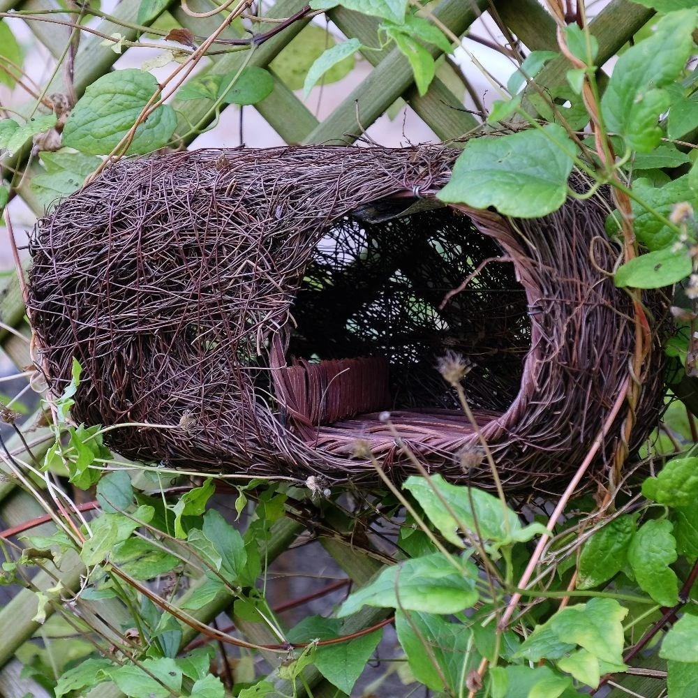 Brushwood Robin Nester 3 Brushwood Robin Nester - Image 3
