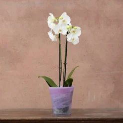 Garden & Outdoors 46 Recycled Glass Flared Orchid Pot - Violet