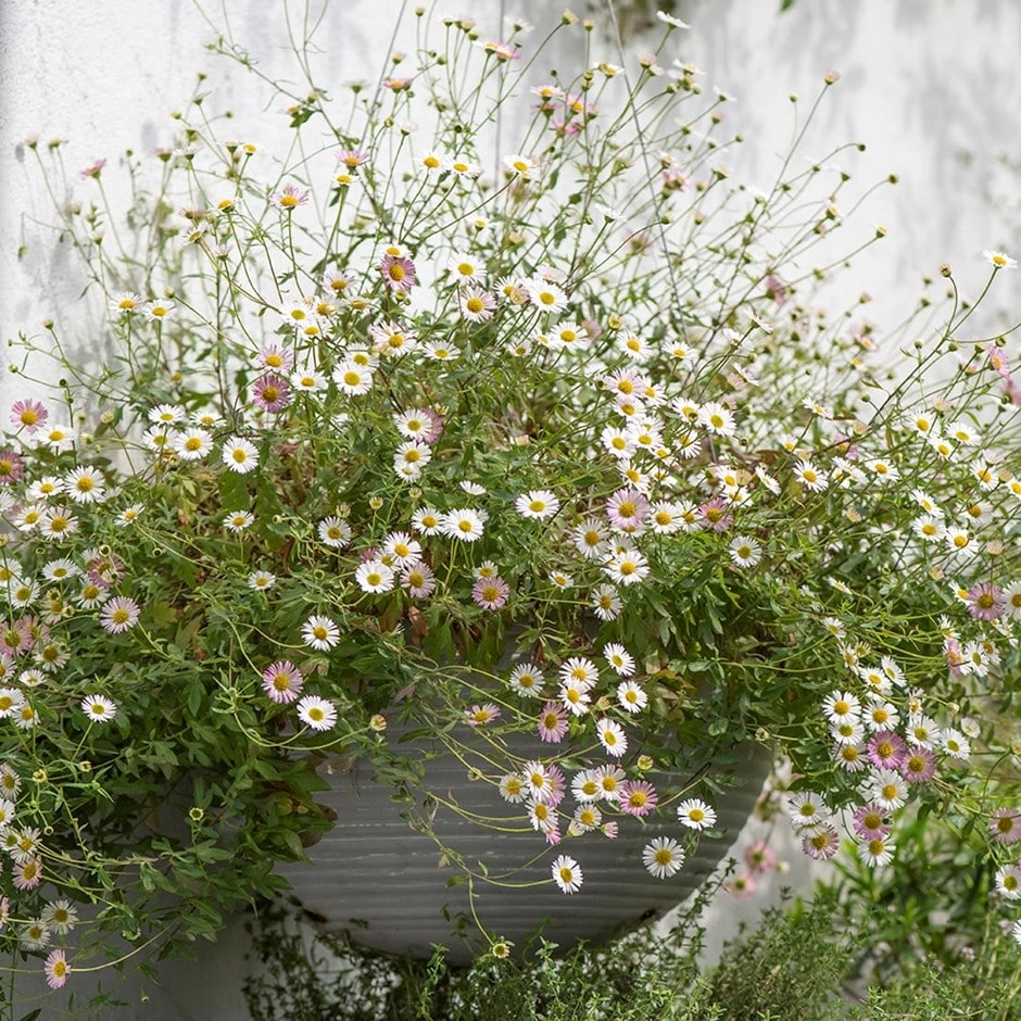 Hanging Aged Ribbed Bowl 1 Hanging Aged Ribbed Bowl