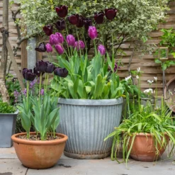 Zinc Dolly Pot 12 Zinc Dolly Pot -Garden & Outdoors pr2000031492 card5 lg