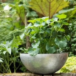 Sphere Plant Bowl -Garden & Outdoors pr2000031495 card4 lg