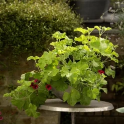 Sphere Plant Bowl -Garden & Outdoors pr2000031495 card5 lg